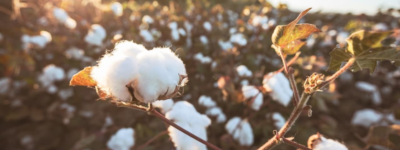 A cotton plant with fluffy white blooms.